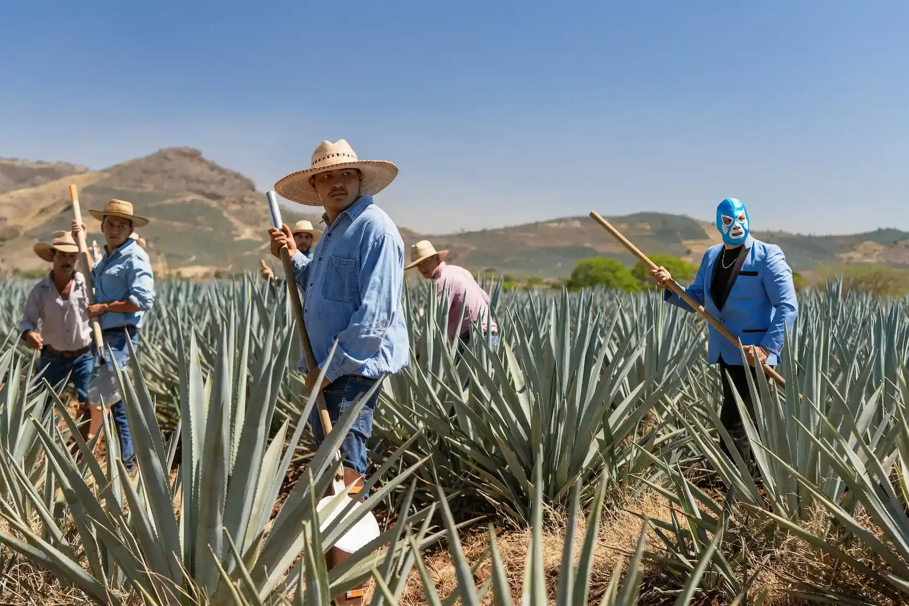 Don Gato and company working in an agave field